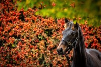 Tattersalls Ireland November National Hunt Sale 2026